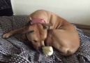 Pitbull Meets Baby Chicks for First Time
