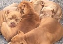 Pit bull puppy pile-up! These guys love a good cuddle...via ViralHog