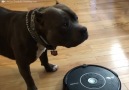 Pit bull - 1 Roomba - 0. Via ViralHog