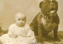 PitBullsTube - Pit Bulls didn&change ... we did ( Facebook