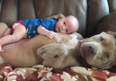 Pitbull'un Kucağında Uyan Çocuk