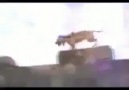 Pitbull ' un Yaptıklarına Bakın ♥ - Tret -