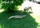 Pit Bull ve Timsah / Pit Bull and Alligator