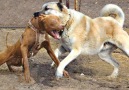 Pitbull VS Kangal