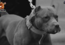 Pitbulterrier Fun&Clip