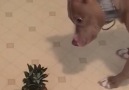 Pittie vs. very scary pineapple