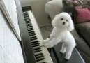 Piyano Çalan Köpek..:))