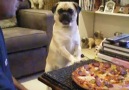 Pizza bekleyen köpek