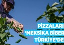 Pizzaların Meksika biberi Türkiyeden