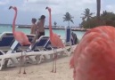 Plajda Takılan Flamingolar