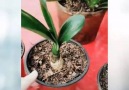 15 PLANTS YOU CAN EASILY GROW IN YOUR OWN KITCHEN