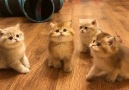 Playful kittens