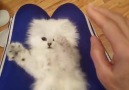 Playful Persian Kitten Loves Their Tickles!