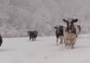 Playing like kids in the snow.Courtesy Fundacin Santuario Gaia