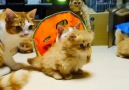 Playing time of ginger kittens