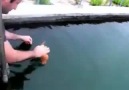 Playing with Amazing fish!