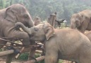 Play With Me! . . . Save the Elephants!