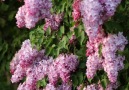 Please share or say something about Lilacs.. it will keep us in your newsfeed