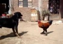 Pleito de perro y gallo