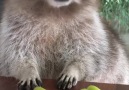 PLZ do not touch my graeps credz... - animals eating fruit