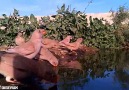 Point d'eau 2 ( Roselin githagine,Linotte mélodieuse Serin cin...