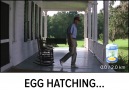 Pokémon Go Egg Hatching...