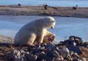 Polar bear cant stop stroking dog...