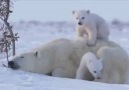 Polar Bear cuddles <3