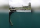 Polar Bear Makes New Friend