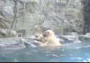 Polar bear mum rushes to save her cub after he falls in water