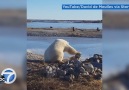 Polar bear pets dog