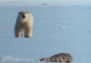 Polar Bears A Summer Odyssey -  (1)