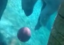 Polar Bear Shows Off Ball Skills