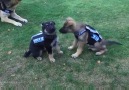 Police Dogs And Puppies