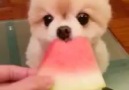 Pomeranian dog enjoy eating watermelon..!!✿☆☆<3<3