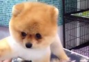 Pomeranian gets a haircut, is adorable