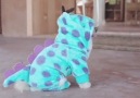 Pomeranian puppy dressed in Sully pajamas