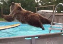 POOL BEAR FTW!