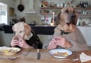 Popüler TV - Restoranda Yemek Yiyen Köpekler! Tam bir komedi...)) Facebook