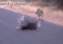 Porcupine vs LeopardMust watch!