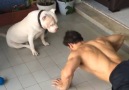 Por qu los perros son el mejor amigo del hombre