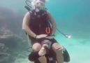 Porto Sharm - FUNNY Egyptian divers dancing underwater Facebook