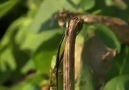 Potato Phytophthora infestans