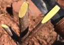 Potret Senja&- A Good Technique Method of Planting a Tree Seedling Facebook