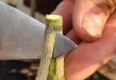 Potret Senja&- New Technique A Good Method of Planting a Tree Seedling Facebook