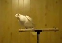 Power of Bhangra Music.. Parrot Dance (Must watch)