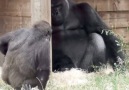 Power of Humor - Baby Gorilla Loves To Tease Dad Facebook