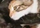 Pozitif enerji veren bir video )Bize katılın Kedi Dostlarımız