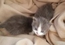 Precious babies ... by @fosterbabycats