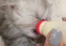 Precious fluffy kitten being bottlefed